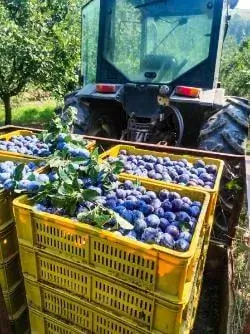 premijum rakija od šljive