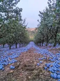 premijum rakija od šljive